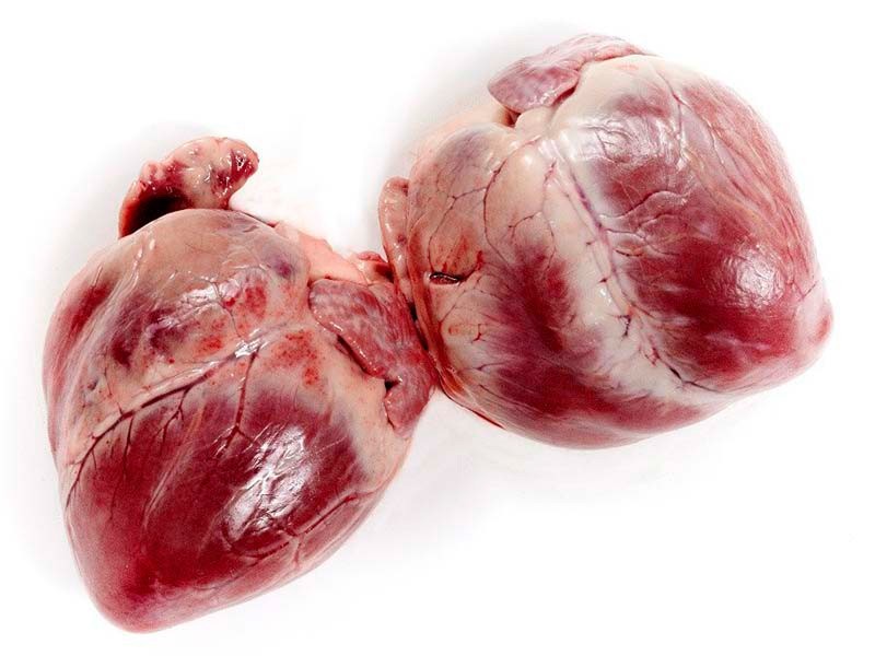 Corazón de cerdo Corazón de cerdo